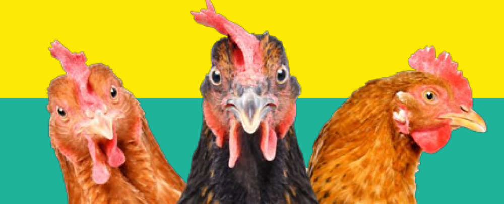 Obraz #NoBirdFlu -  „Stop grypie ptaków - jak zapobiegać zakażeniom w okresie zwiększonego ryzyka”,